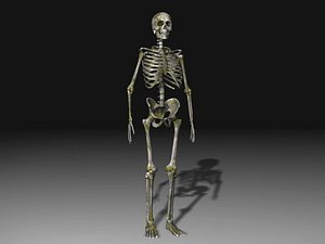 Human Skeleton 3