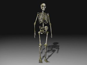 Human Skeleton 3