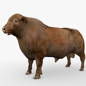 RED ANGUS Rigged L2054 3D