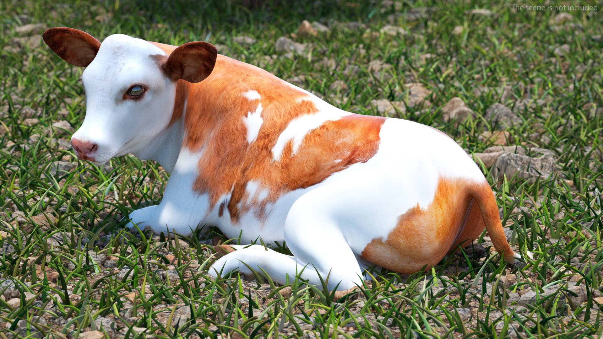 3D Cow Calf In Lying Pose Model - TurboSquid 2258829