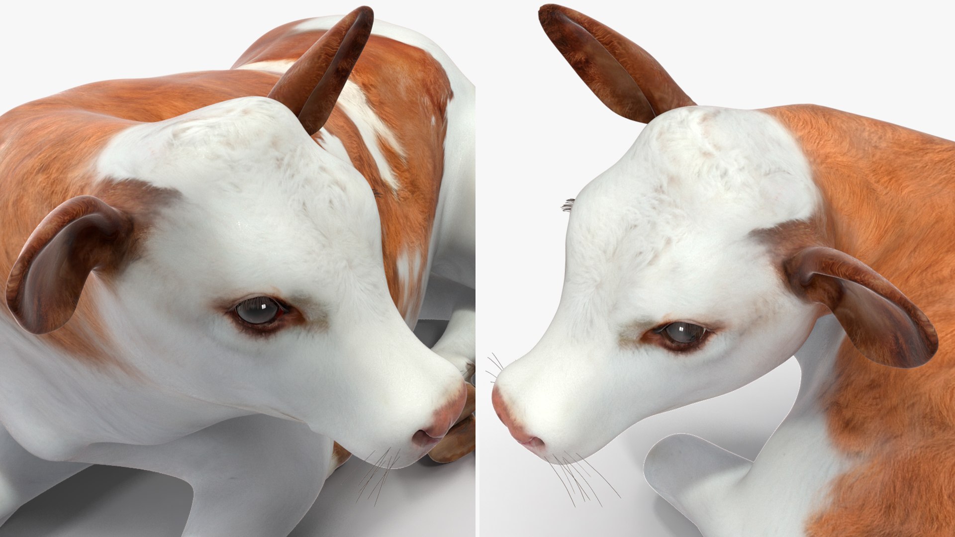 3D Cow Calf In Lying Pose Model - TurboSquid 2258829