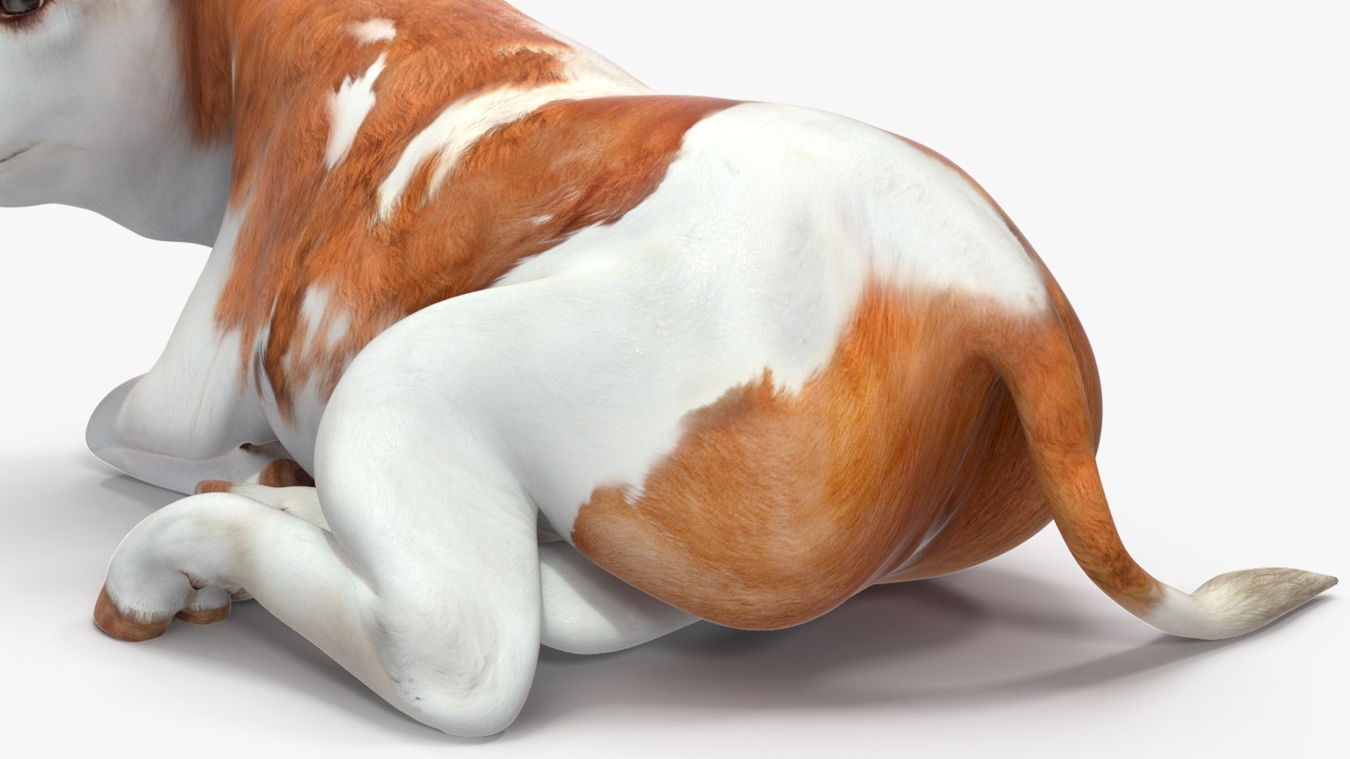 3D Cow Calf In Lying Pose Model - TurboSquid 2258829