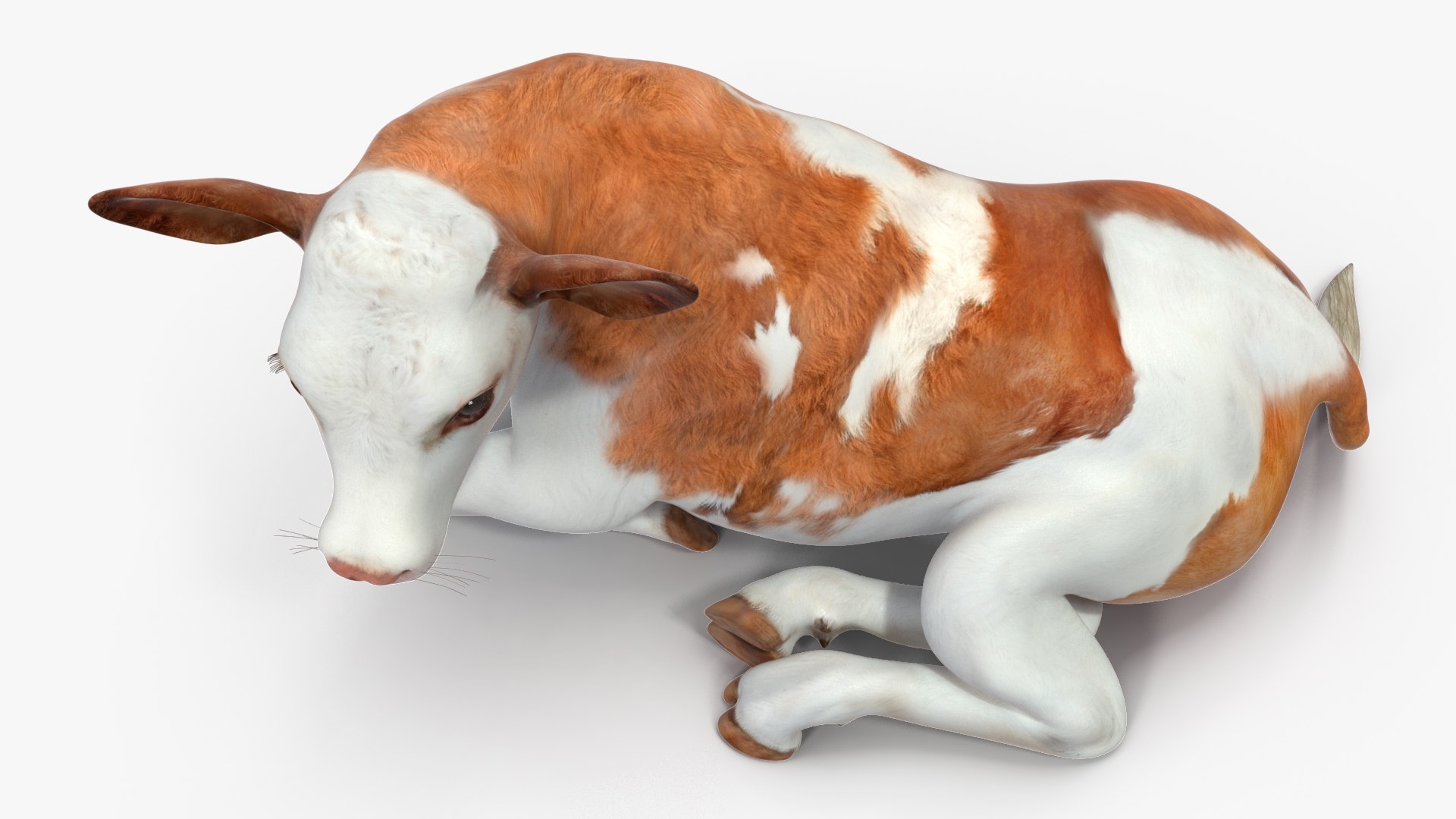 3D Cow Calf In Lying Pose Model - TurboSquid 2258829