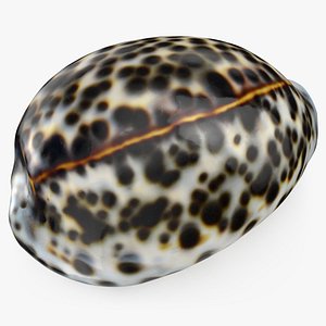 Cypraea Tigris 3D