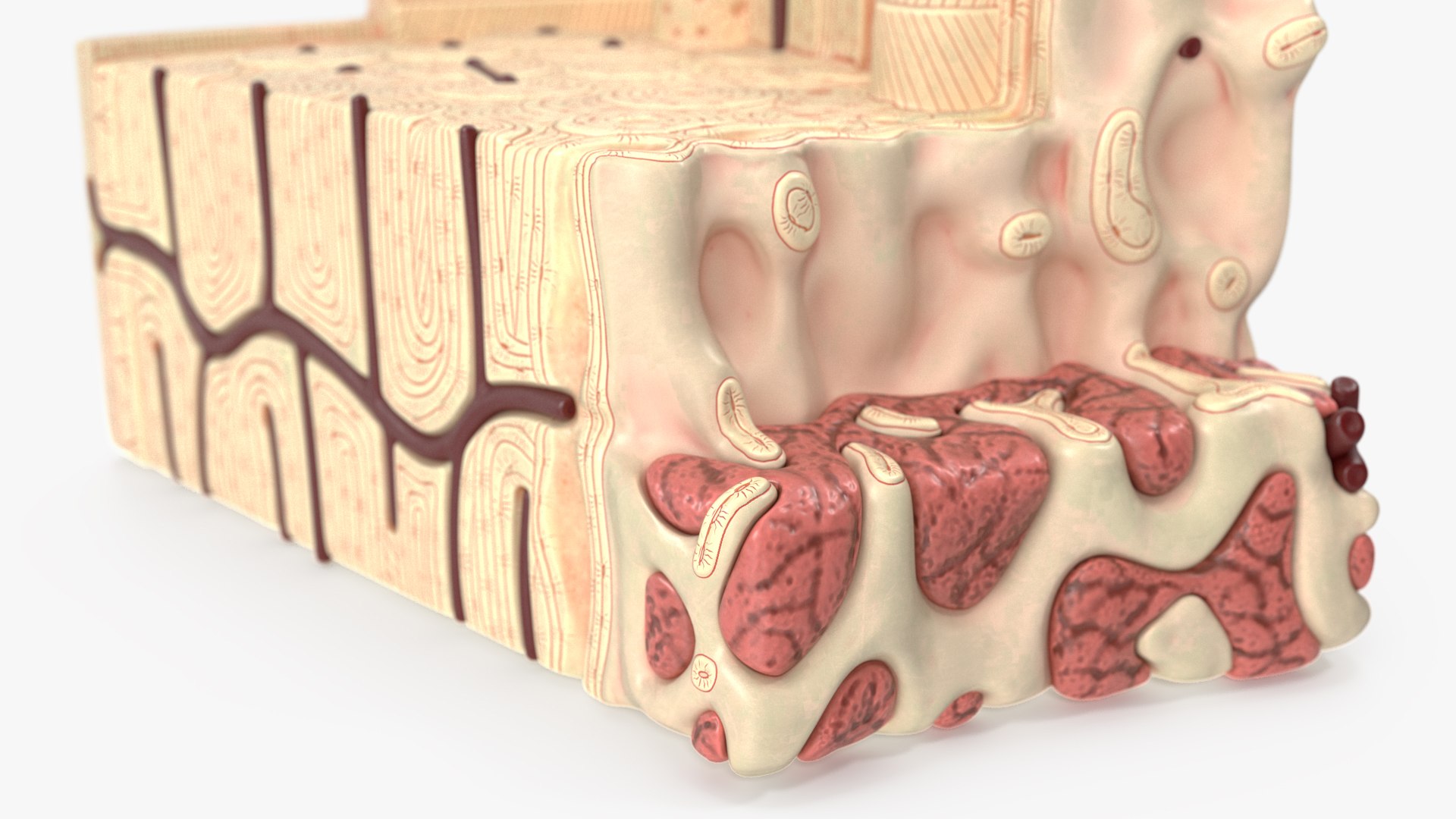 Bone Structure Anatomy Model - TurboSquid 2367864