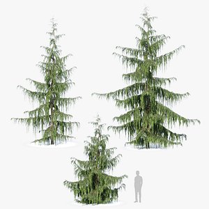 Weeping Alaska cedar model