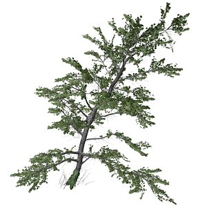 Plitvice Maple Tree - 08 - model