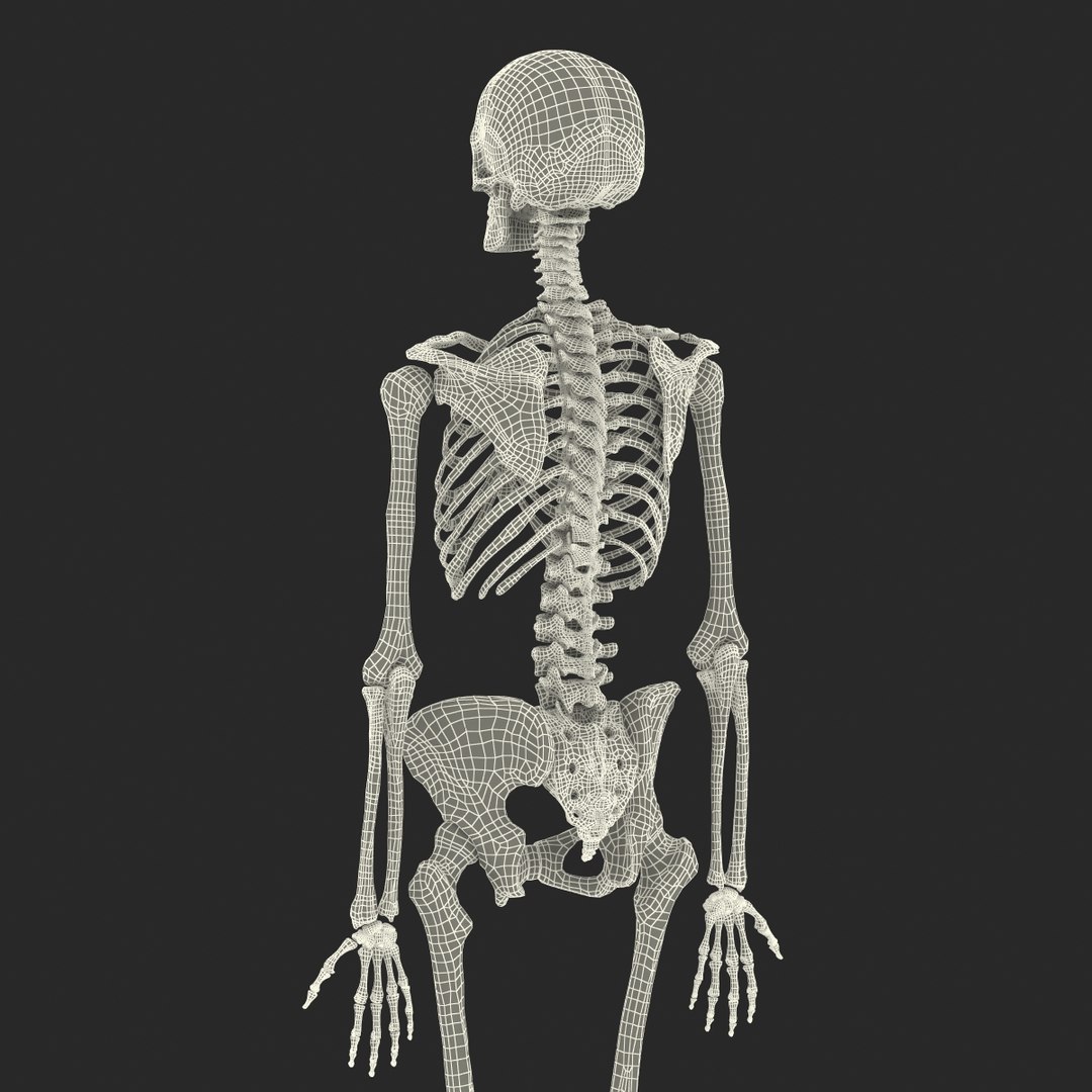 Female skeleton. Женский скелет 3d. Женские скелет скелет. Женский скелет настоящий. Макс скелет.