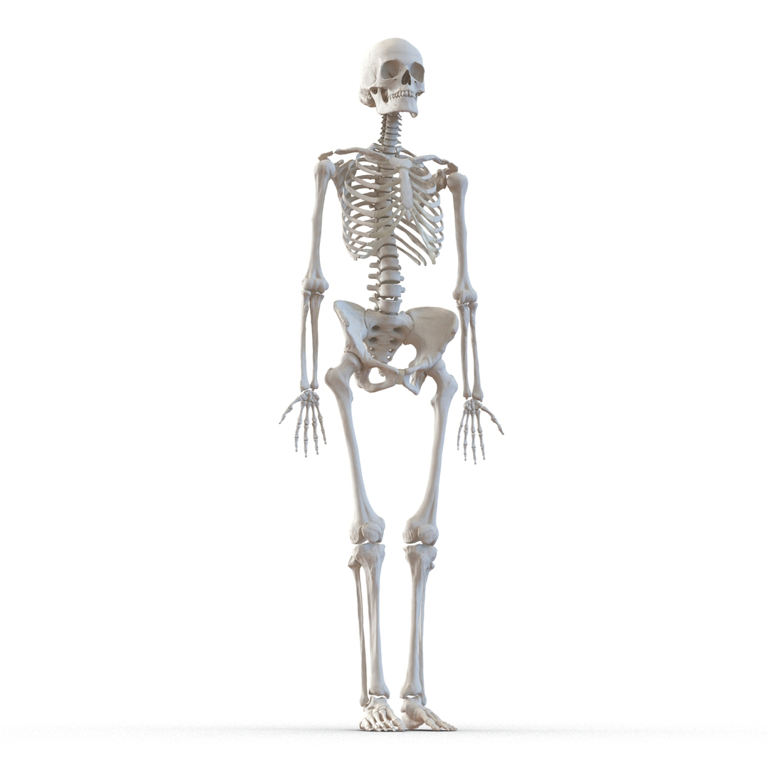 human female skeleton max