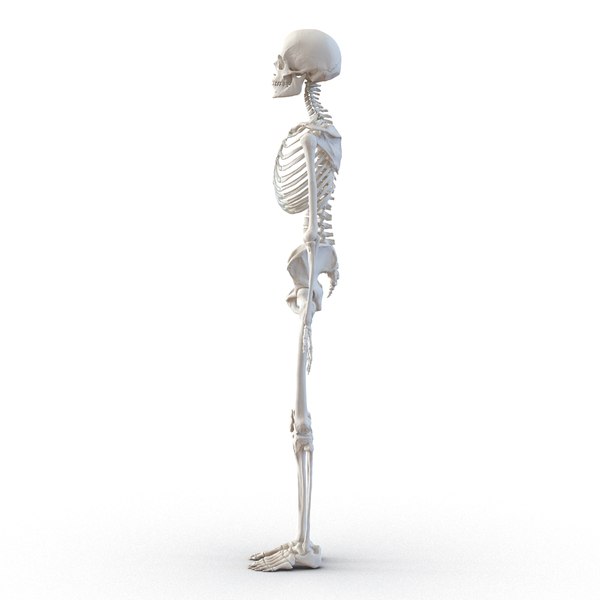 human female skeleton max