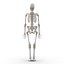 human female skeleton max