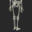 human female skeleton max