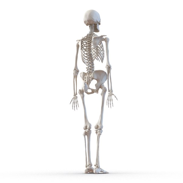 human female skeleton max