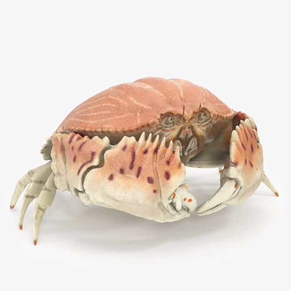 3D model Common Box Crab