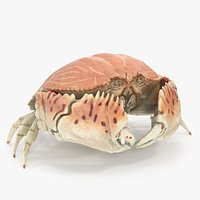 Common Box Crab