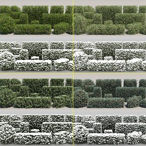 60 Hedge Bushes with snow