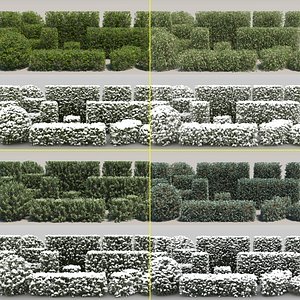 60 Hedge Bushes with snow