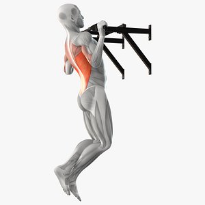 3D Male Muscular System Pull-up Animated Rigged for Cinema 4D