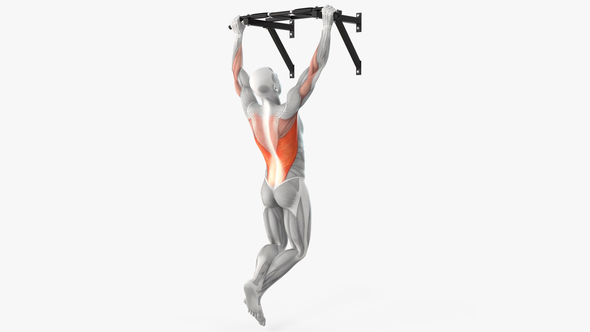 Male Muscular System Pull-up Animated Rigged for Cinema 4D 3D model preview