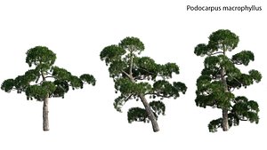3D Podocarpus macrophyllus - yew plum pine model