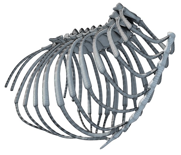 3D model animal rib cage - TurboSquid 1177850