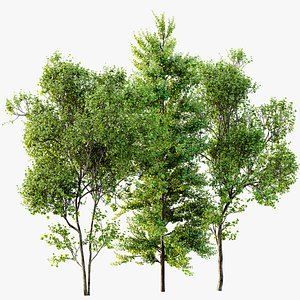 3D AV Acer Saccharinum and Maidenhair Ginkgo Biloba model
