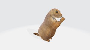 Prairie dog 3D