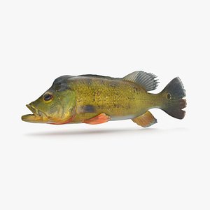 3D model peacock bass