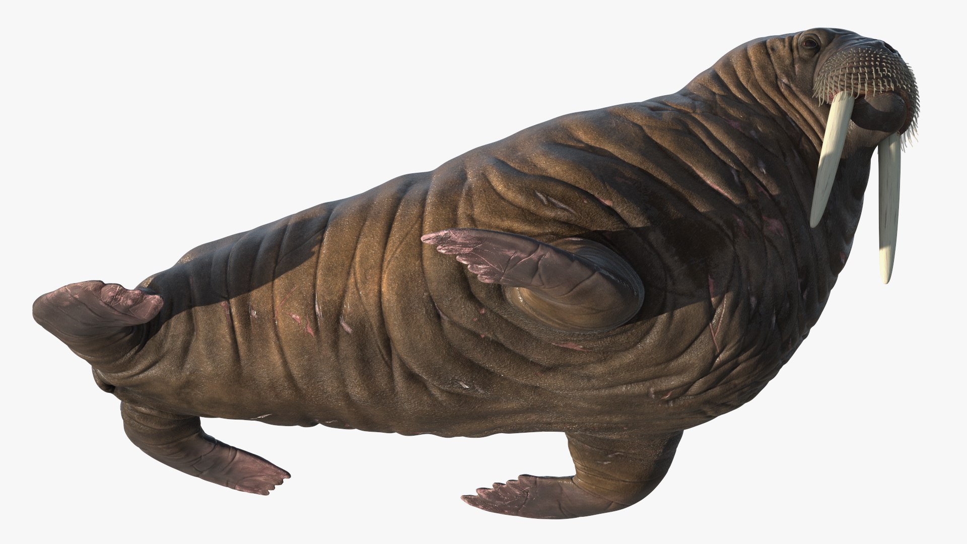 Old Walrus Rigged For Cinema 4D Model - TurboSquid 2422429