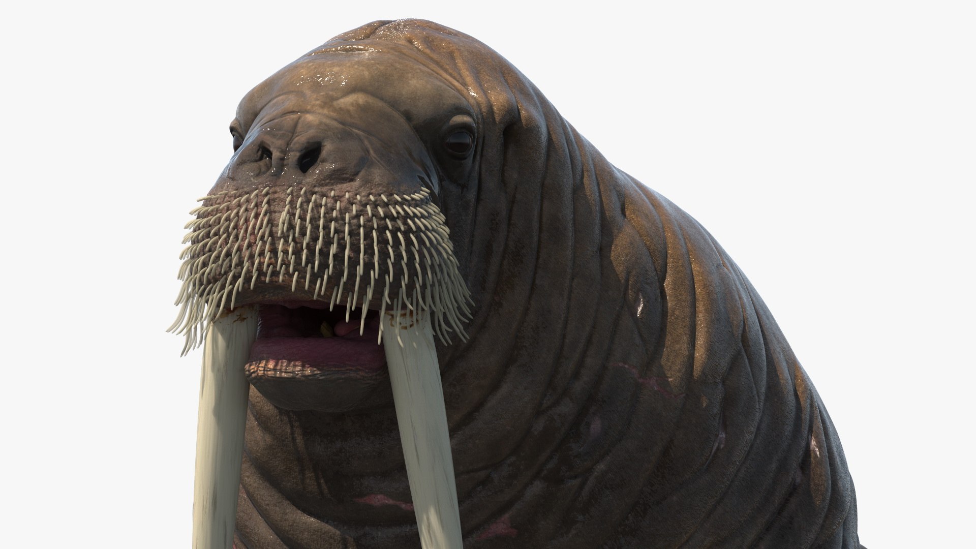 Old Walrus Rigged For Cinema 4D Model - TurboSquid 2422429