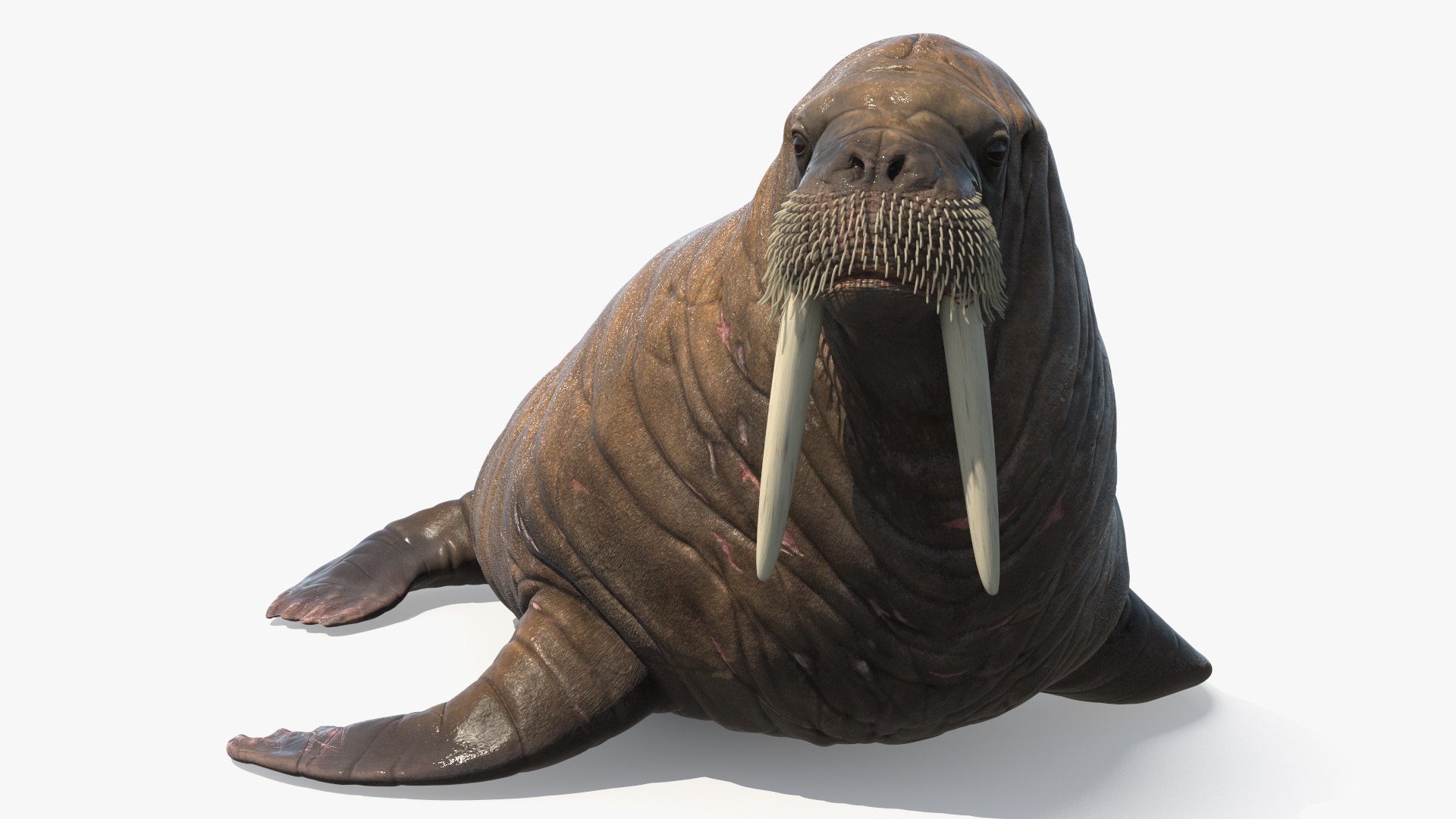 Old Walrus Rigged For Cinema 4D Model - TurboSquid 2422429