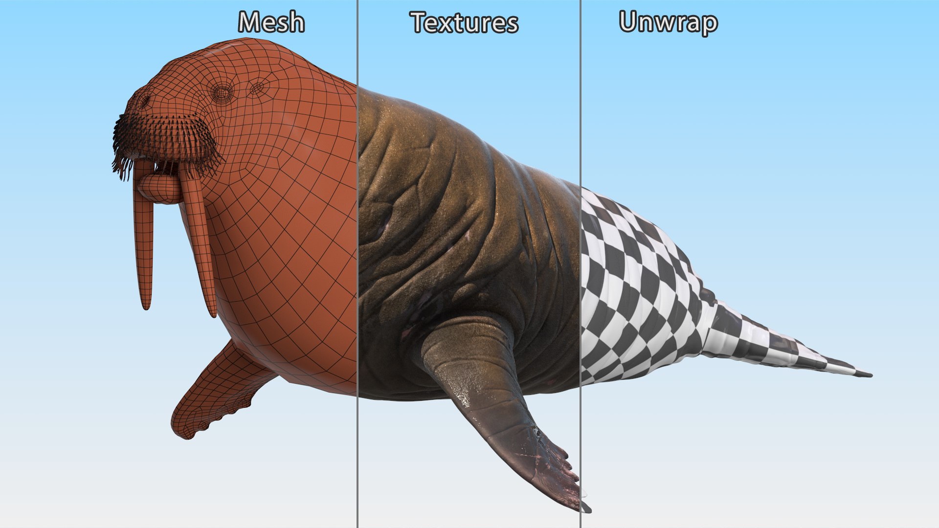 Old Walrus Rigged For Cinema 4D Model - TurboSquid 2422429
