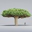 Socotra Dragon Tree tom 14-3dmodel