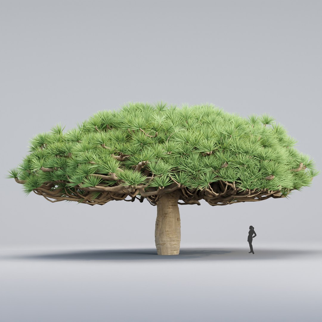 3D Socotra dragon trees vol 14-3dmodel model https://p.turbosquid.com/ts-thumb/EC/skyXAU/Tu/2/jpg/1722442453/1920x1080/fit_q87/1323f35ec11f12ba5fe485f0ca66734dd6fe11e1/2.jpg