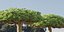 Socotra Dragon Tree tom 14-3dmodel