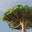 Socotra Dragon Tree tom 14-3dmodel