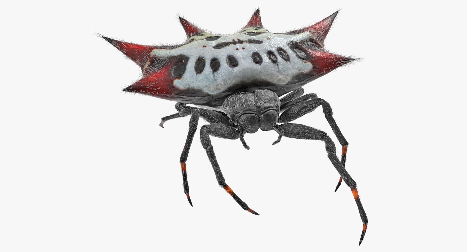 Orb Weaver Spider Monster | Fab