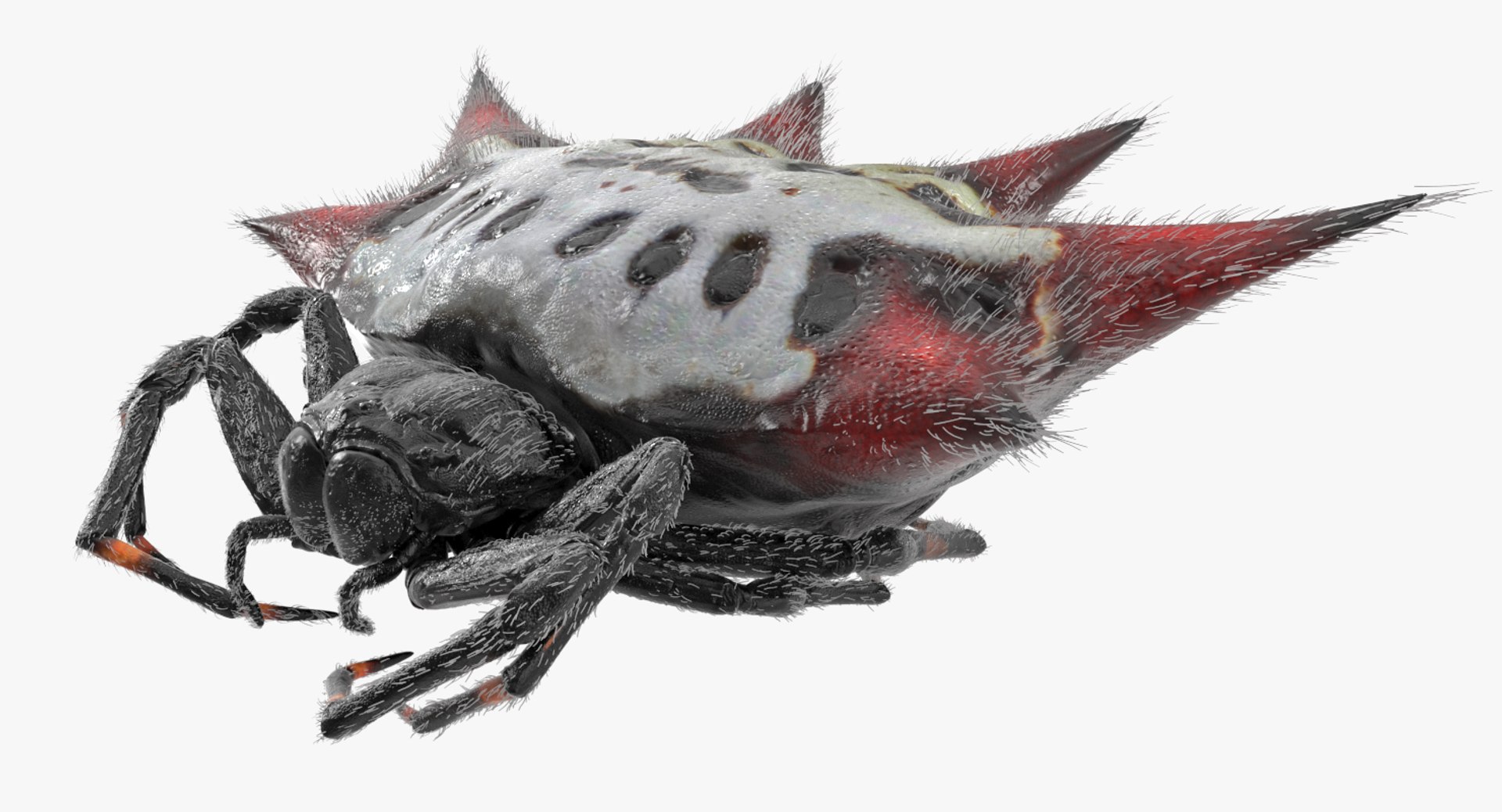 fabtcg Orb-Weaver Spinneret SCGプロモ3枚セット