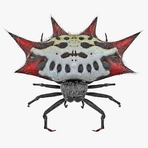 spiny orb weaver spider 3D model