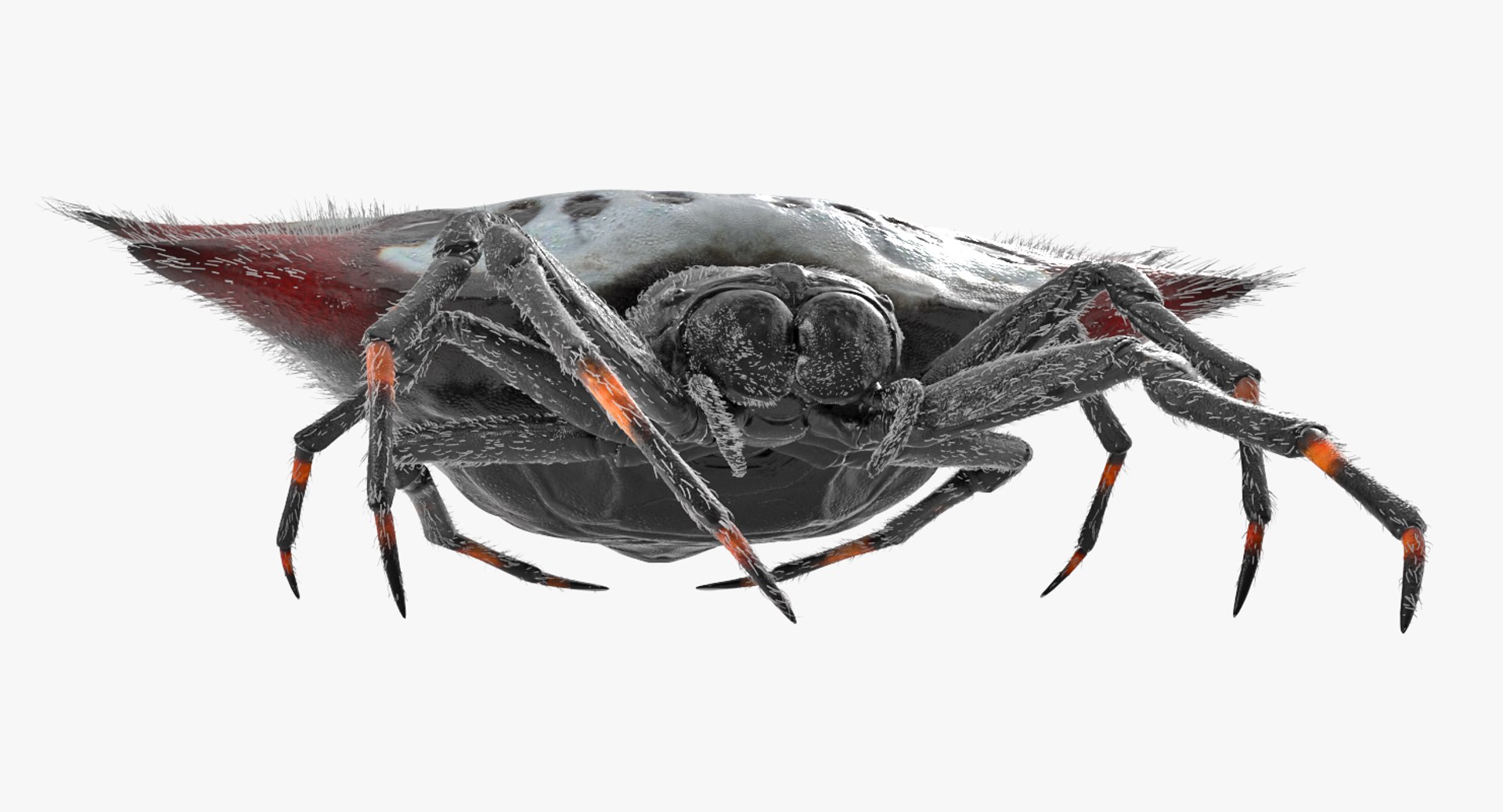 Spiny Orb Weaver Spider 3D Model - TurboSquid 1171646