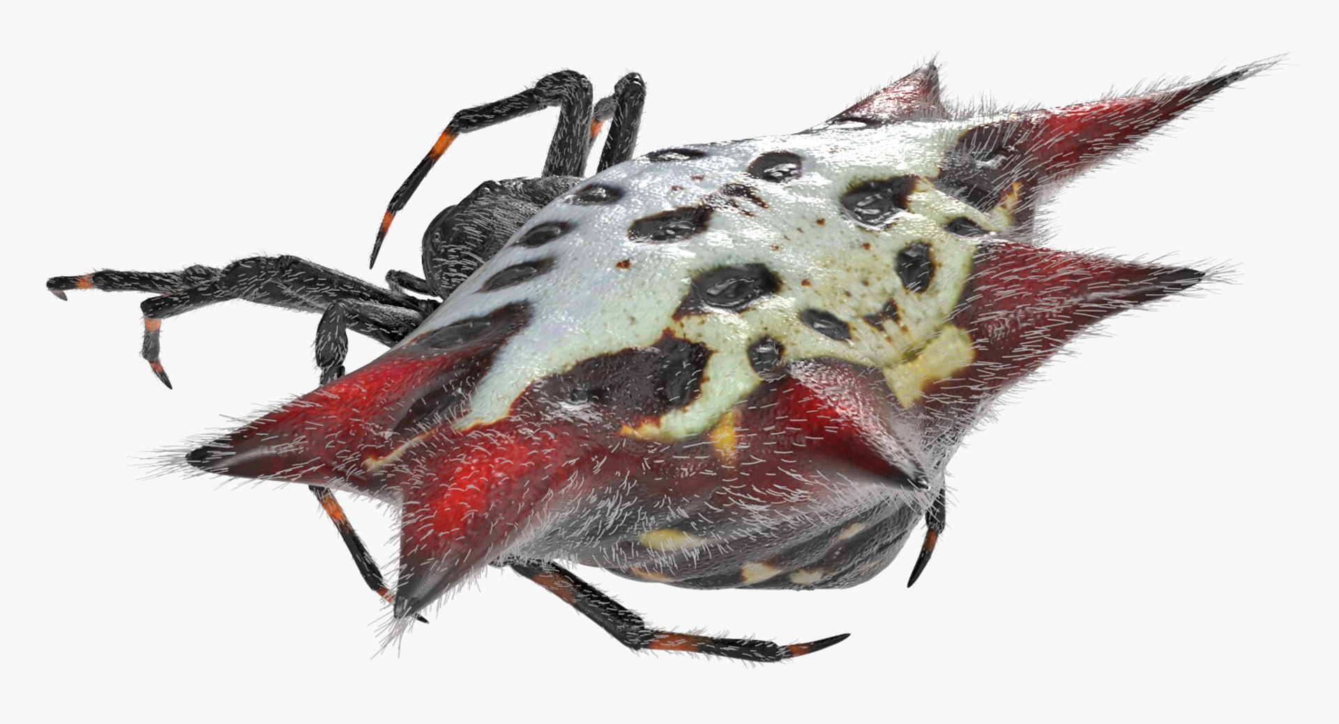 Orb Weaver Spider Monster | Fab