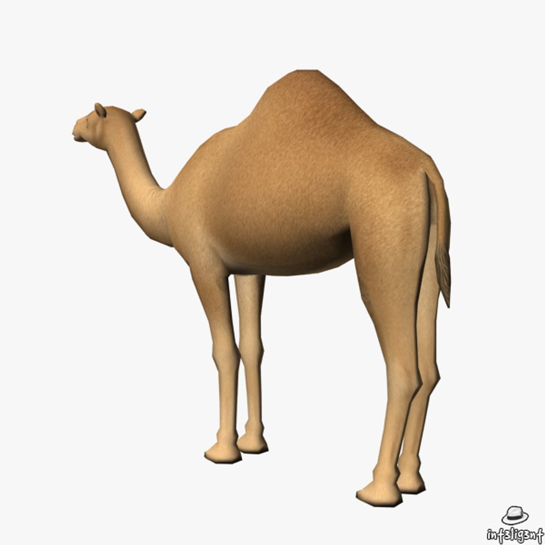 Camel Edge Loop 3d Obj