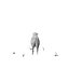 Low Poly Farm Animals / Sheep