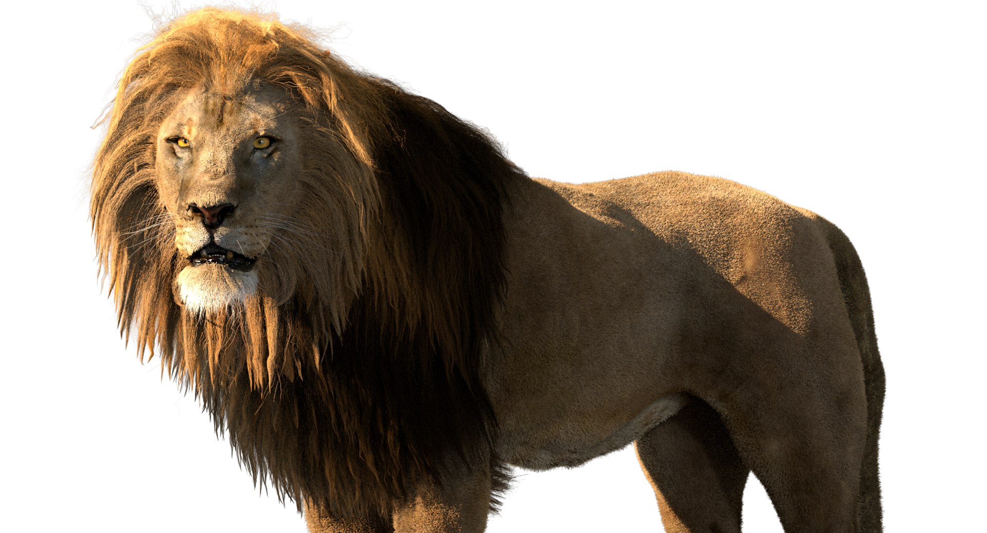 3D Lion Rigged Fur Model - TurboSquid 1286964