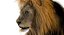 3D lion rigged fur model