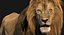 3D lion rigged fur model