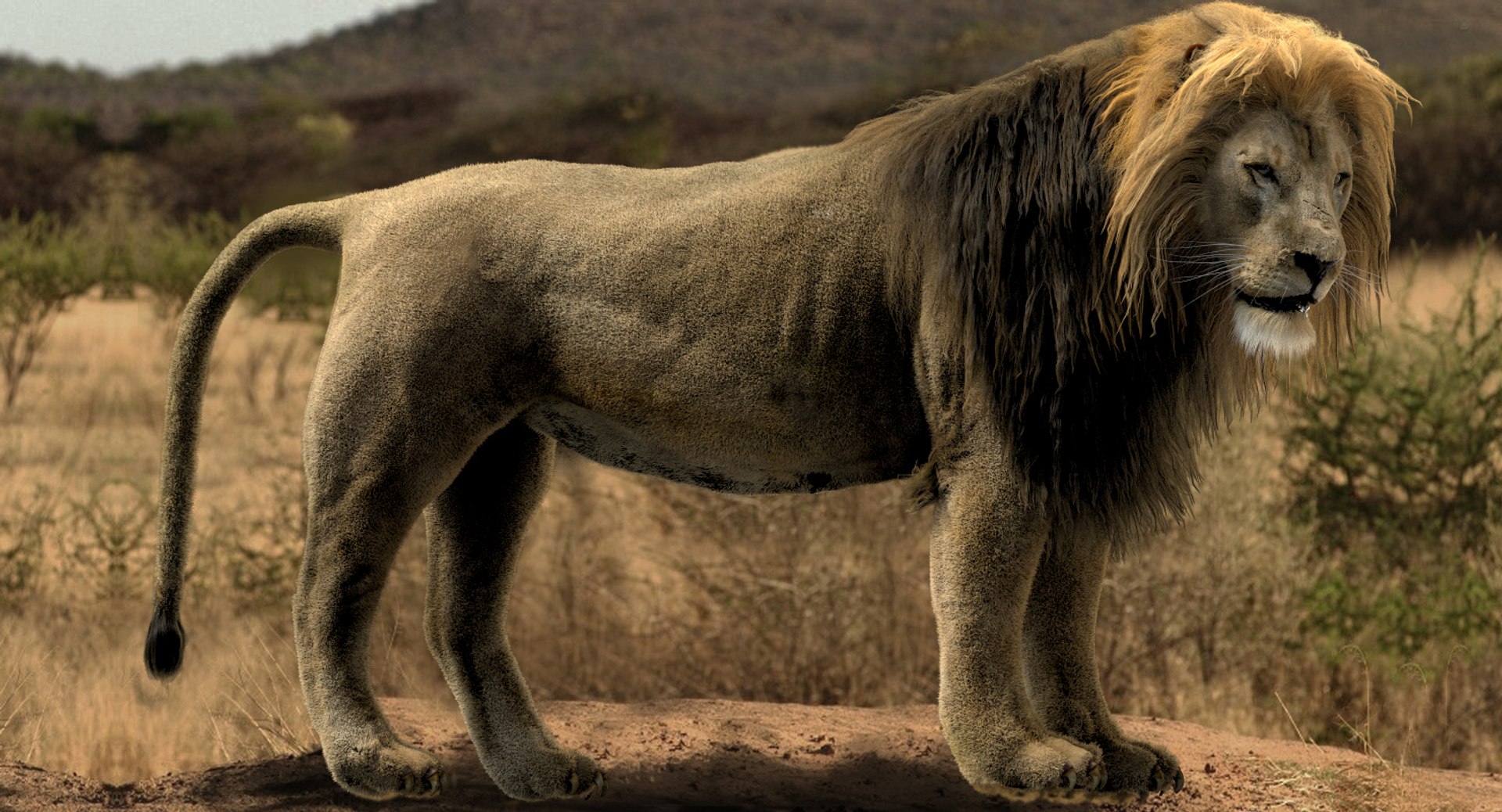 3D lion rigged fur model https://p.turbosquid.com/ts-thumb/ED/doFNqh/JMfVJWYL/02/jpg/1529831410/1920x1080/fit_q87/17596c7af6e3f207a635116ed14d19a59aab02e3/02.jpg