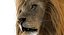 3D lion rigged fur model