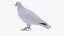 Common Bronzewing