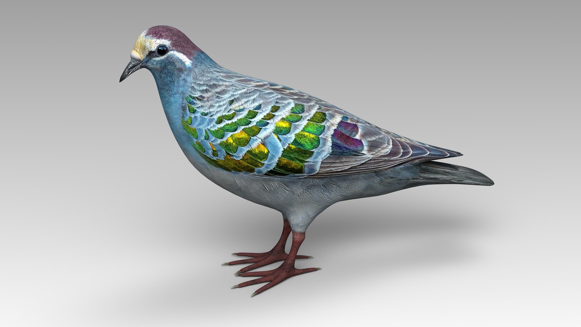 3D common bronzewing model https://p.turbosquid.com/ts-thumb/ED/hGxUwa/Xz/bronzewing_02/jpg/1607785366/1920x1080/fit_q87/c7227914825db6dc8dcaf64a4f25389553003dd0/bronzewing_02.jpg